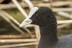 Coots: Eurasian Coot on marsh Castilla La Mancha Spain