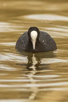 Atra: Eurasian Coot on marsh Castilla La Mancha Spain