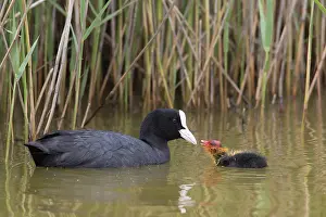 Atra: Eurasian Coot - parent feeding chick - Germany