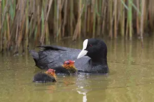 Atra: Eurasian Coot - parent feeding chick - Germany