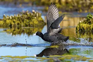 Rail: Eurasian Coot with spread wings sprinting through the water