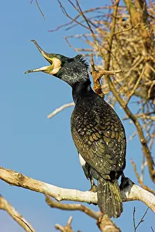 Inundation: Eurasian Cormorant (phalacrocorax carbo)