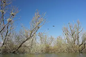 Inundation: Eurasian Cormorant (phalacrocorax carbo)