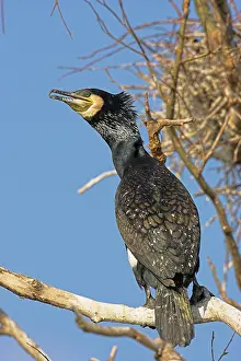 Inundation: Eurasian Cormorant (phalacrocorax carbo)