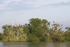Inundation: Eurasian Cormorant (phalacrocorax carbo)
