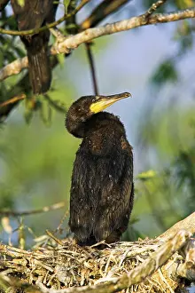 Inundation: Eurasian Cormorant (phalacrocorax carbo)