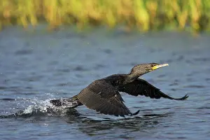 Starting: Eurasian Cormorant (phalacrocorax carbo)