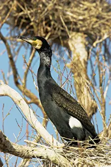 Inundation: Eurasian Cormorant (phalacrocorax carbo)