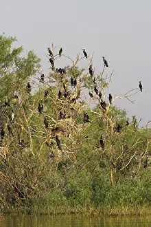 Inundation: Eurasian Cormorant (phalacrocorax carbo)
