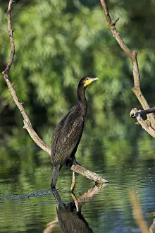 Inundation: Eurasian Cormorant (phalacrocorax carbo)