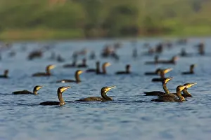 Inundation: Eurasian Cormorant (phalacrocorax carbo)
