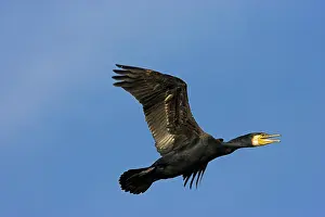 Danube: Eurasian Cormorant (phalacrocorax carbo)