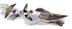 Crag: Eurasian Crag-martin