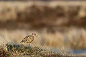 Numenius: Eurasian Curlew