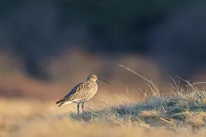 Numenius: Eurasian Curlew