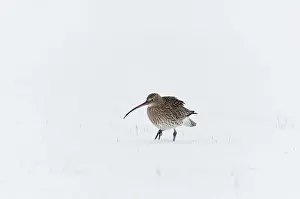 Numenius: Eurasian Curlew