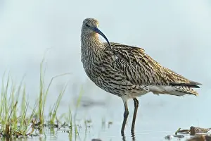 Numenius: Eurasian Curlew