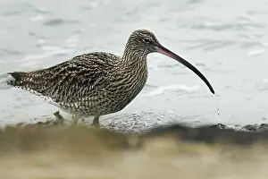 Numenius: Eurasian Curlew