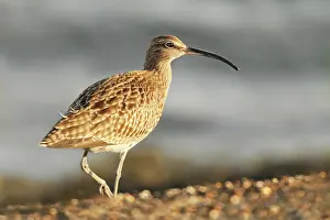 Minimal: Eurasian Curlew