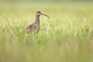 Numenius: Eurasian Curlew