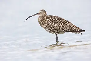 Numenius: Eurasian Curlew