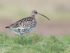 Zeeland: Eurasian Curlew