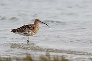 Oever: Eurasian Curlew
