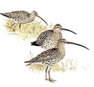 Numenius: Eurasian Curlew