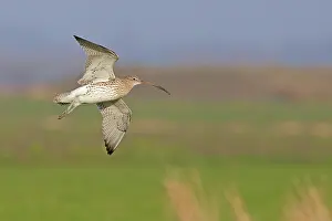 Acre: Eurasian Curlew