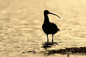 Numenius: Eurasian Curlew