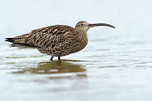 Numenius: Eurasian Curlew