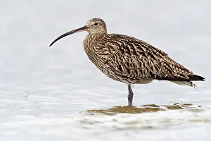 Numenius: Eurasian Curlew