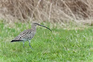 Numenius: Eurasian Curlew