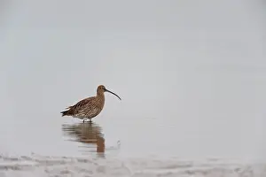 Numenius: Eurasian Curlew