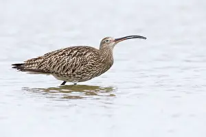 Numenius: Eurasian Curlew