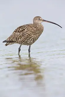 Numenius: Eurasian Curlew