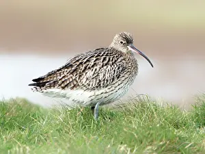 Zeeland: Eurasian Curlew