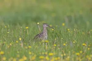 Shorebird: Eurasian Curlew