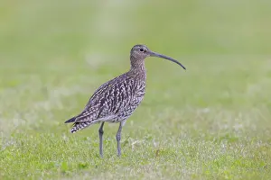 Shorebird: Eurasian Curlew