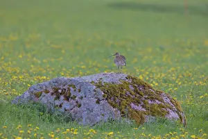 Shorebird: Eurasian Curlew