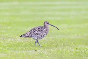 Shorebird: Eurasian Curlew