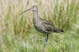 Curlews: Eurasian Curlew - adult