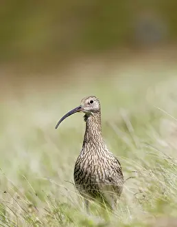 Curlews: Eurasian Curlew - adult