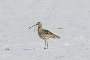 Numenius: Eurasian Curlew - adult bird in snow - Sweden
