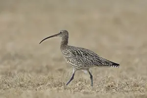 Numenius: Eurasian Curlew - adult bird - Sweden