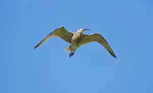 Curlews: Eurasian Curlew - adult in flight