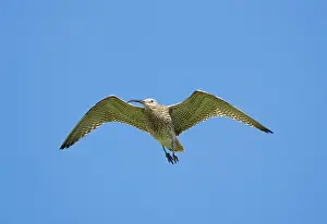 Curlews: Eurasian Curlew - adult in flight