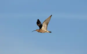 Curlews: Eurasian Curlew - in flight