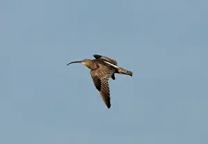 Curlews: Eurasian Curlew, in flight