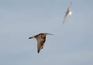 Curlews: Eurasian Curlew, in flight